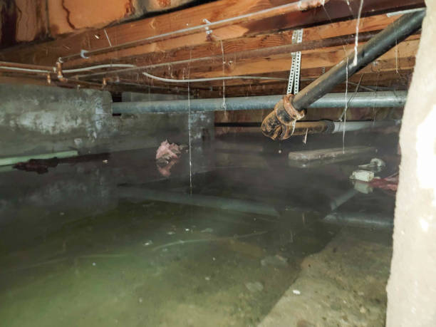 Best Sewage cleanup and water damage restoration  in Paris, MO