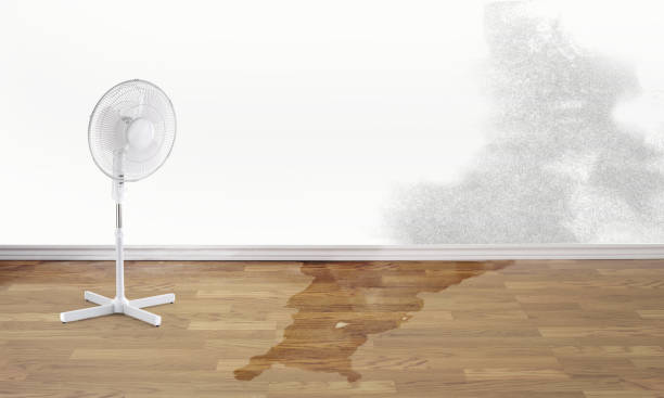 Best Flood restoration services  in Paris, MO